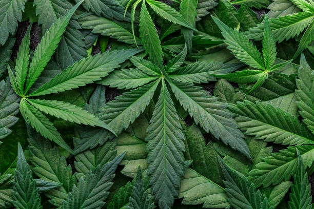 marihuana listy